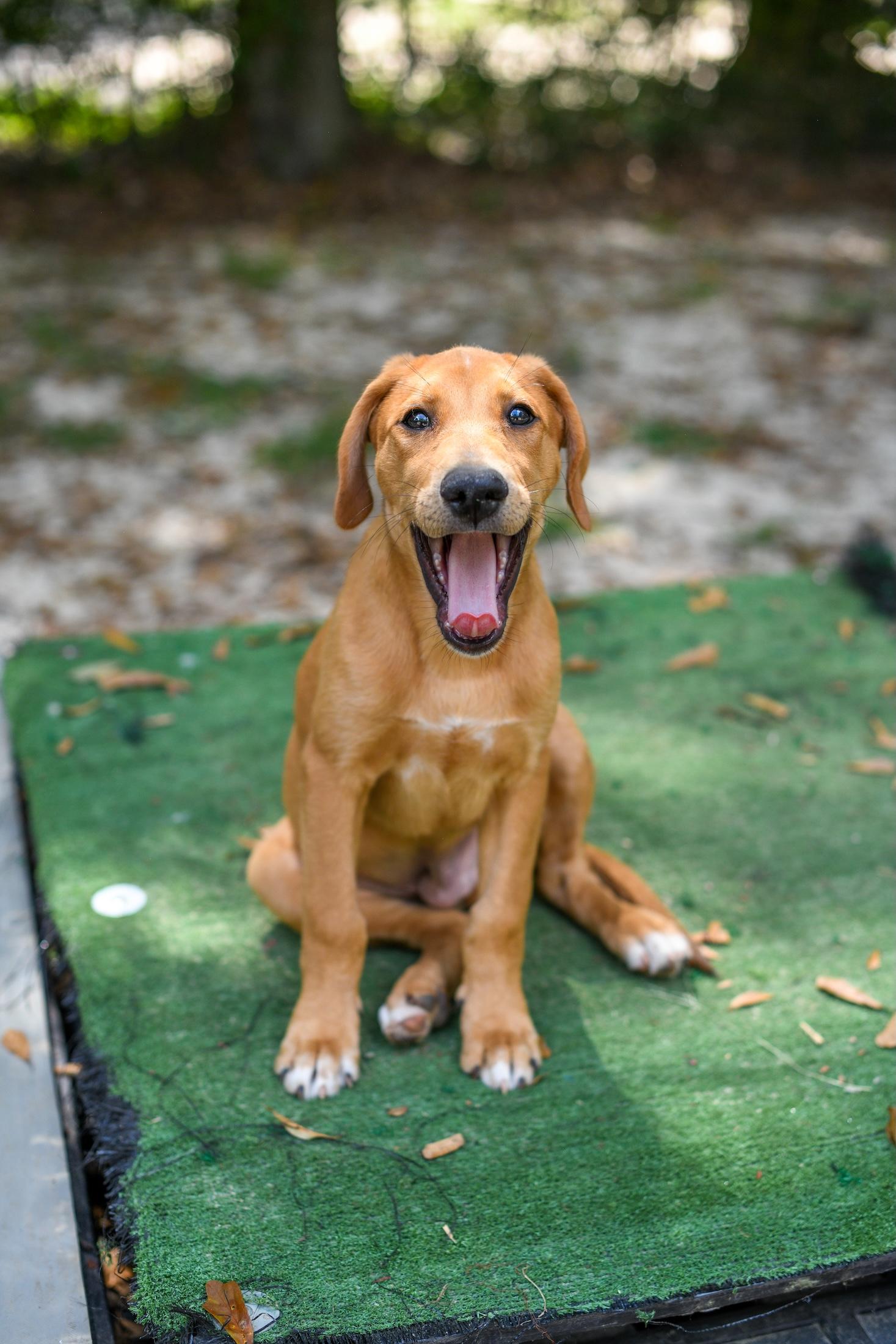 Enlarge Dakota, a Adoptable mixed breed in Argyle, NY image 3/6