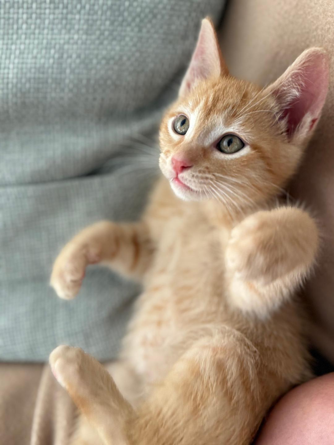 Enlarge Bashful, an adopted Domestic Short Hair in Oceanside, CA image 2/3