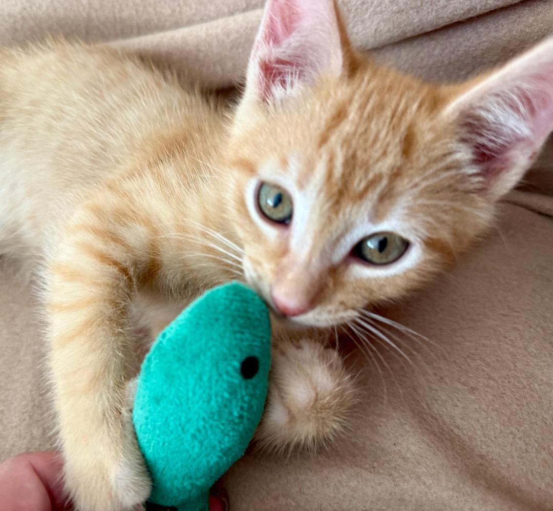 Enlarge Bashful, an adopted Domestic Short Hair in Oceanside, CA image 1/3