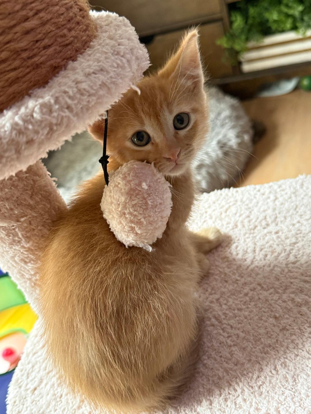 Enlarge Bashful, an adopted Domestic Short Hair in Oceanside, CA image 3/3