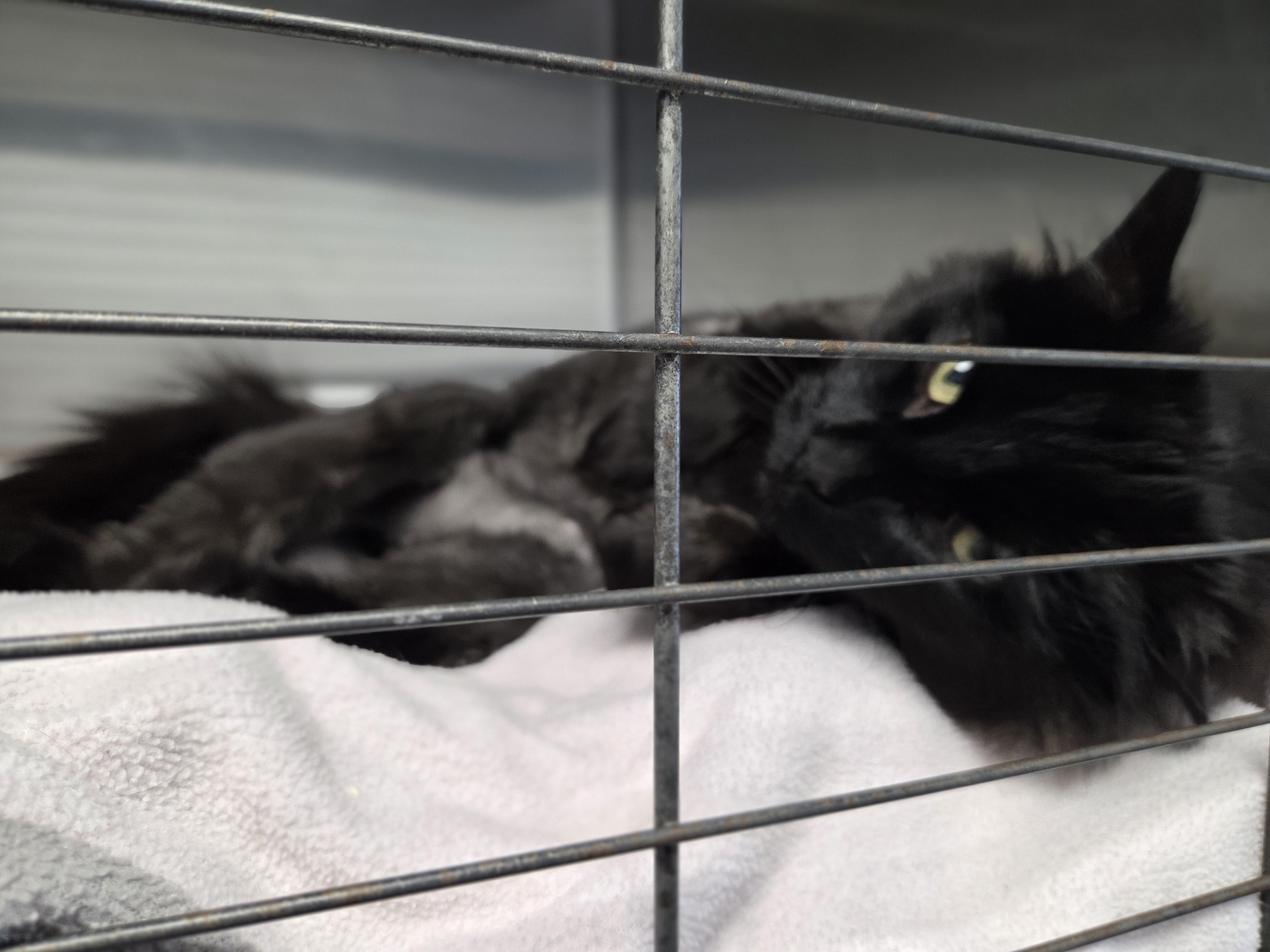 Kerfluffle, Adoptable, Adult Female Domestic Long Hair.