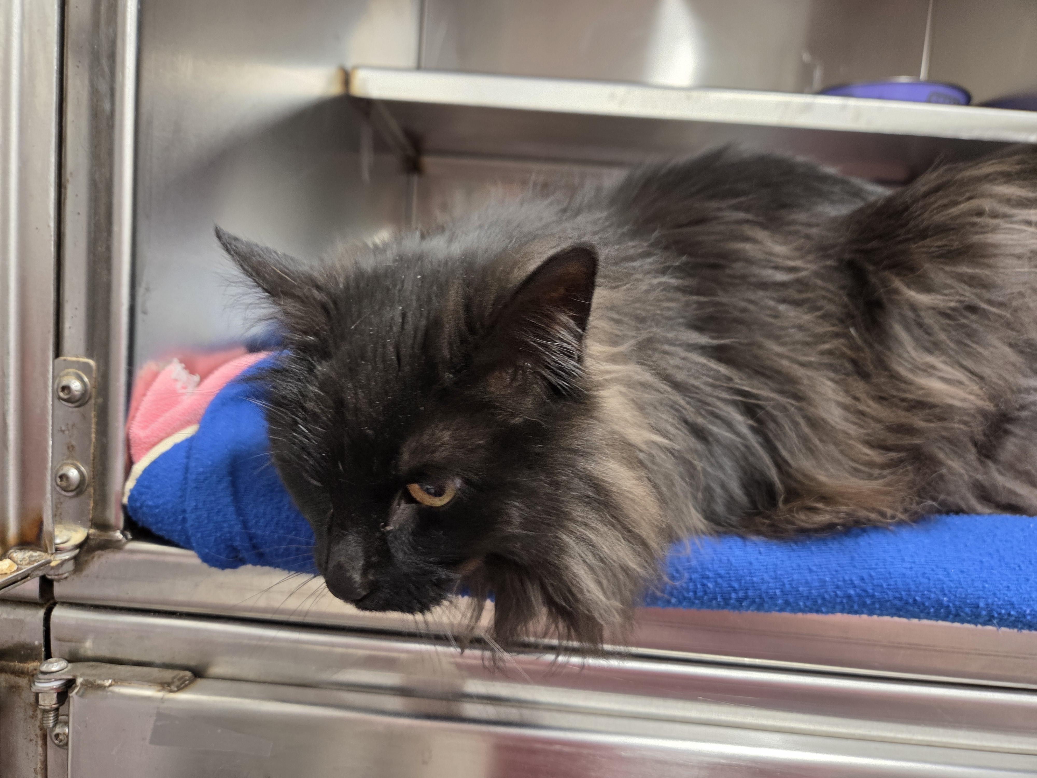 Enlarge Kerfluffle, a Adoptable Domestic Long Hair in Brooks, AB image 2/2