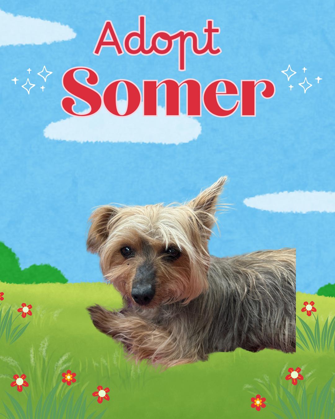 Somer thumbnail 2