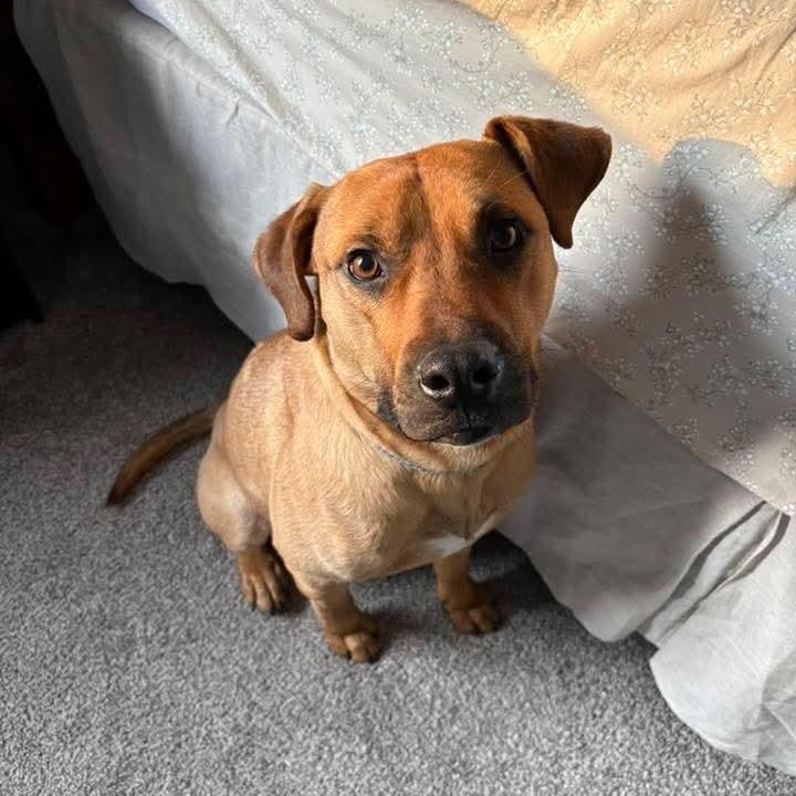 Enlarge Frankie, a ADOPTABLE Mixed Breed in East Peoria, IL image 1/5