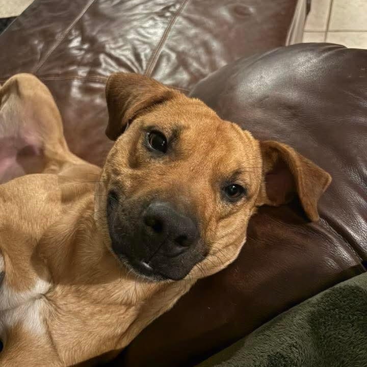 Enlarge Frankie, a ADOPTABLE Mixed Breed in East Peoria, IL image 2/5