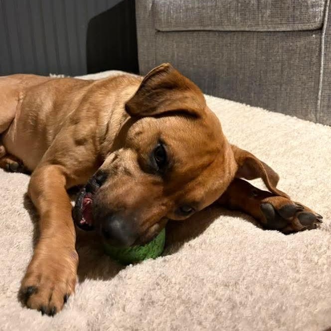 Enlarge Frankie, a ADOPTABLE Mixed Breed in East Peoria, IL image 5/5