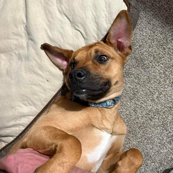 Enlarge Frankie, a ADOPTABLE Mixed Breed in East Peoria, IL image 4/5