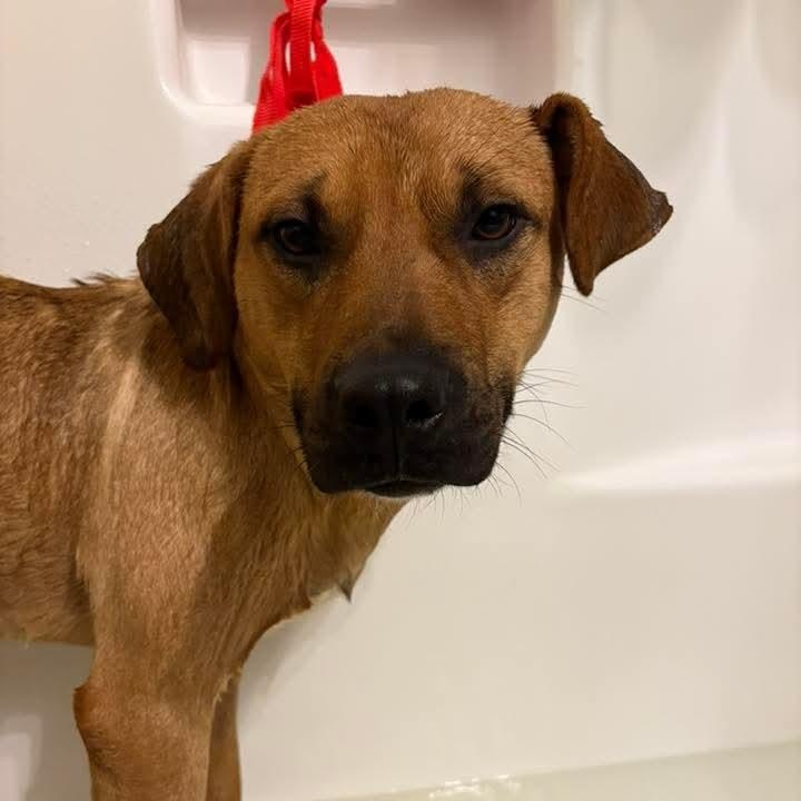 Enlarge Frankie, a ADOPTABLE Mixed Breed in East Peoria, IL image 3/5