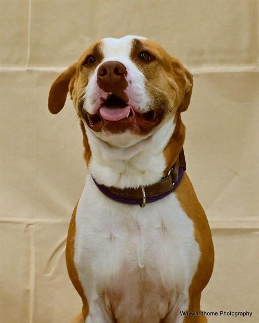 TAZZY, Adoptable, Adult Female American Staffordshire Terrier.