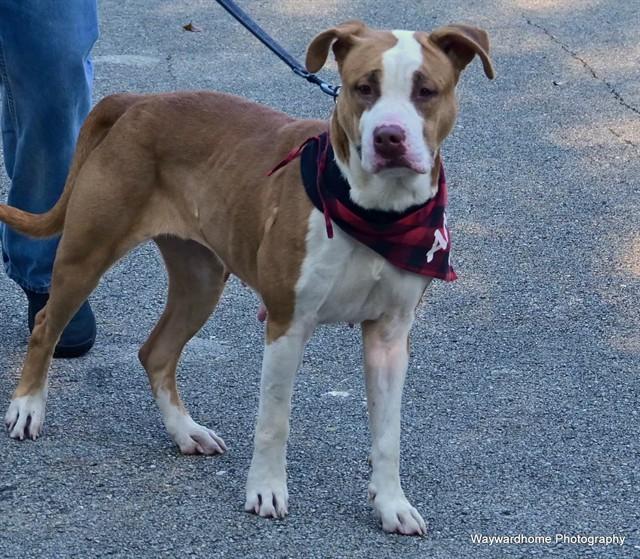 TAZZY, Adoptable, Adult Female American Staffordshire Terrier.