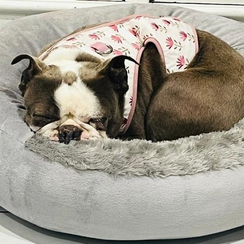 Jeannie in KS, an adoptable Boston Terrier in Wichita, KS image 5/6