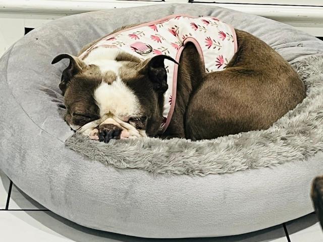 Jeannie in MO, a ADOPTABLE Boston Terrier in Kansas City, MO image 2/4