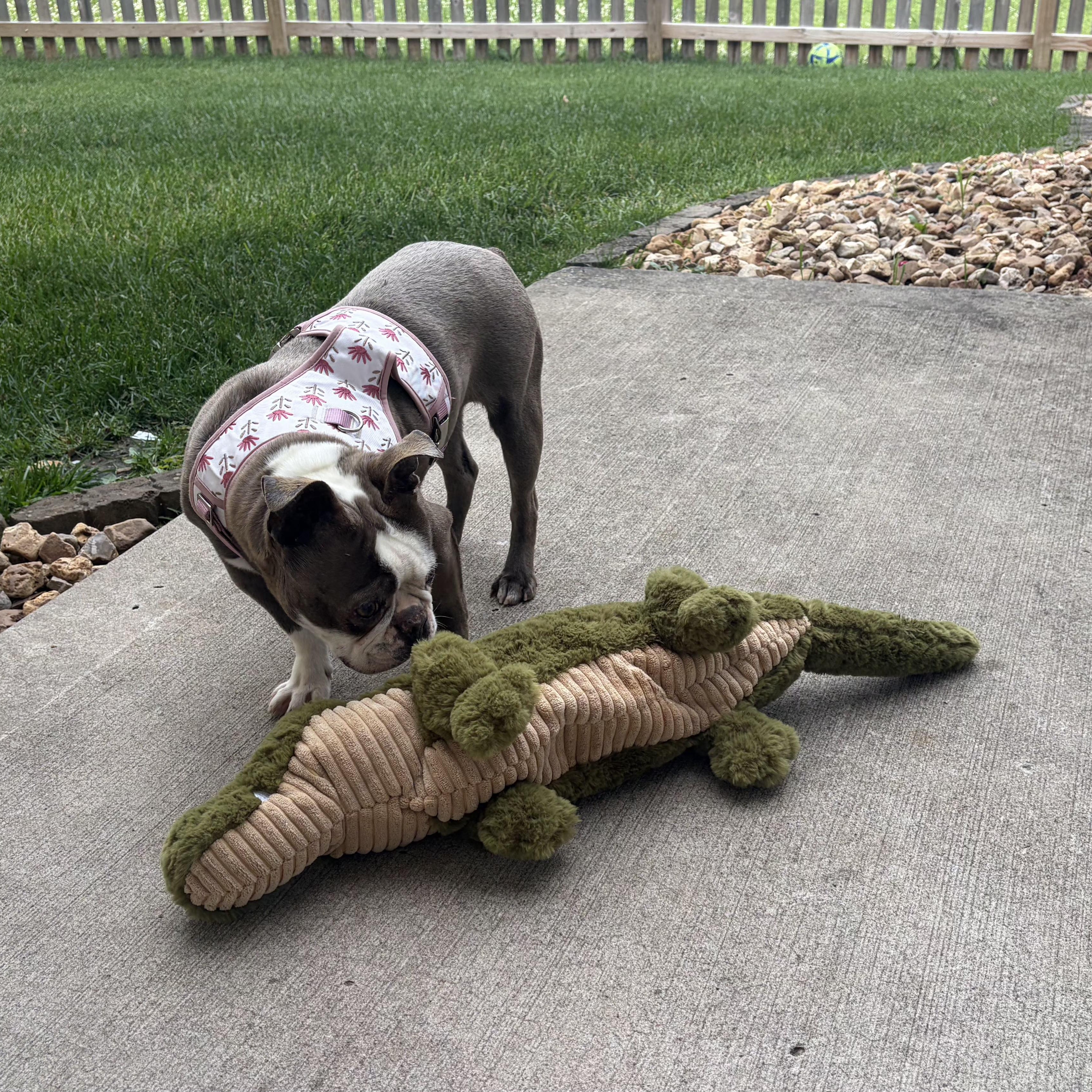 Jeannie in KS, an adoptable Boston Terrier in Wichita, KS image 6/6
