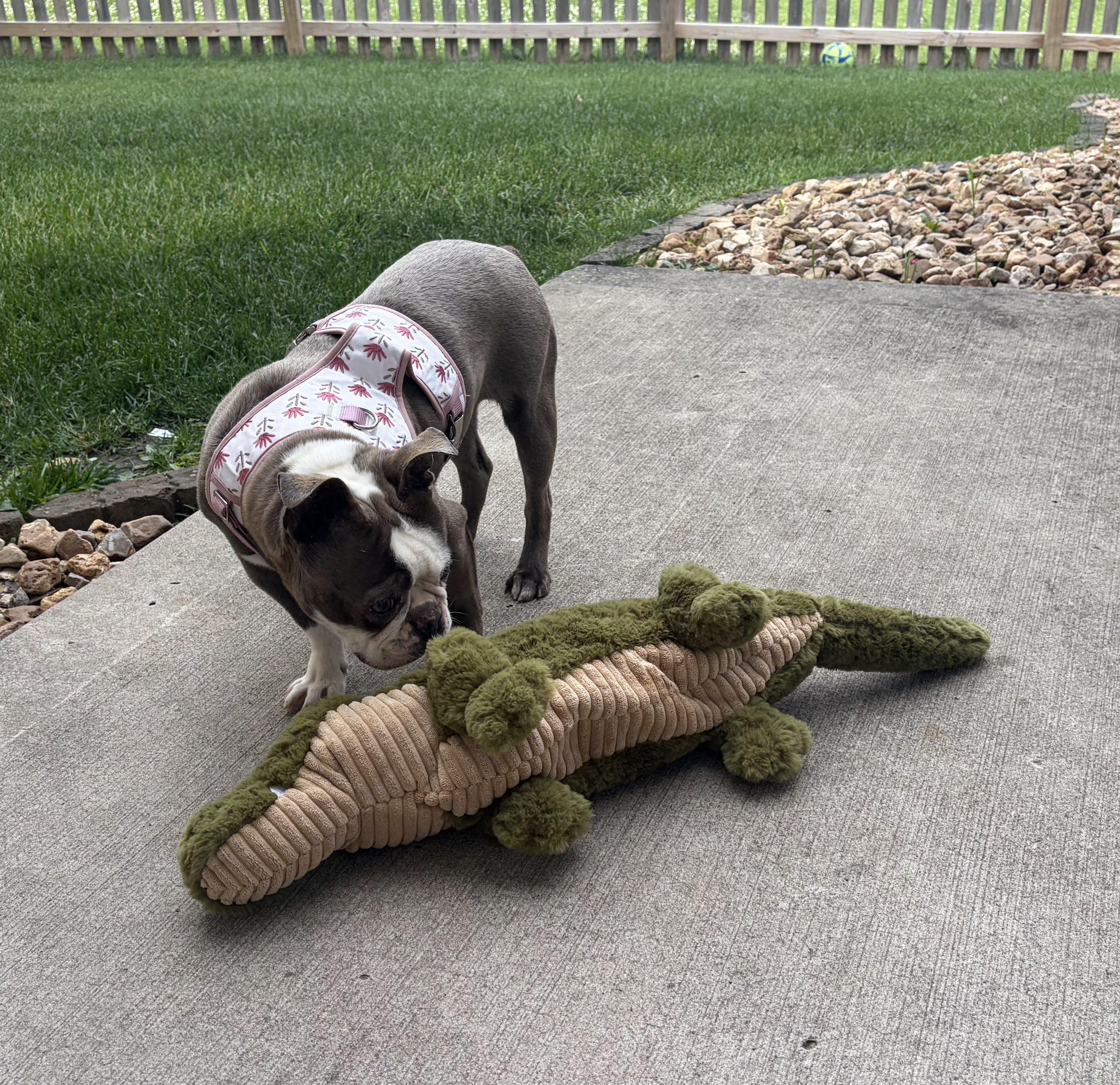 Jeannie - pending, a ADOPTABLE Boston Terrier in Kansas City, MO image 5/6