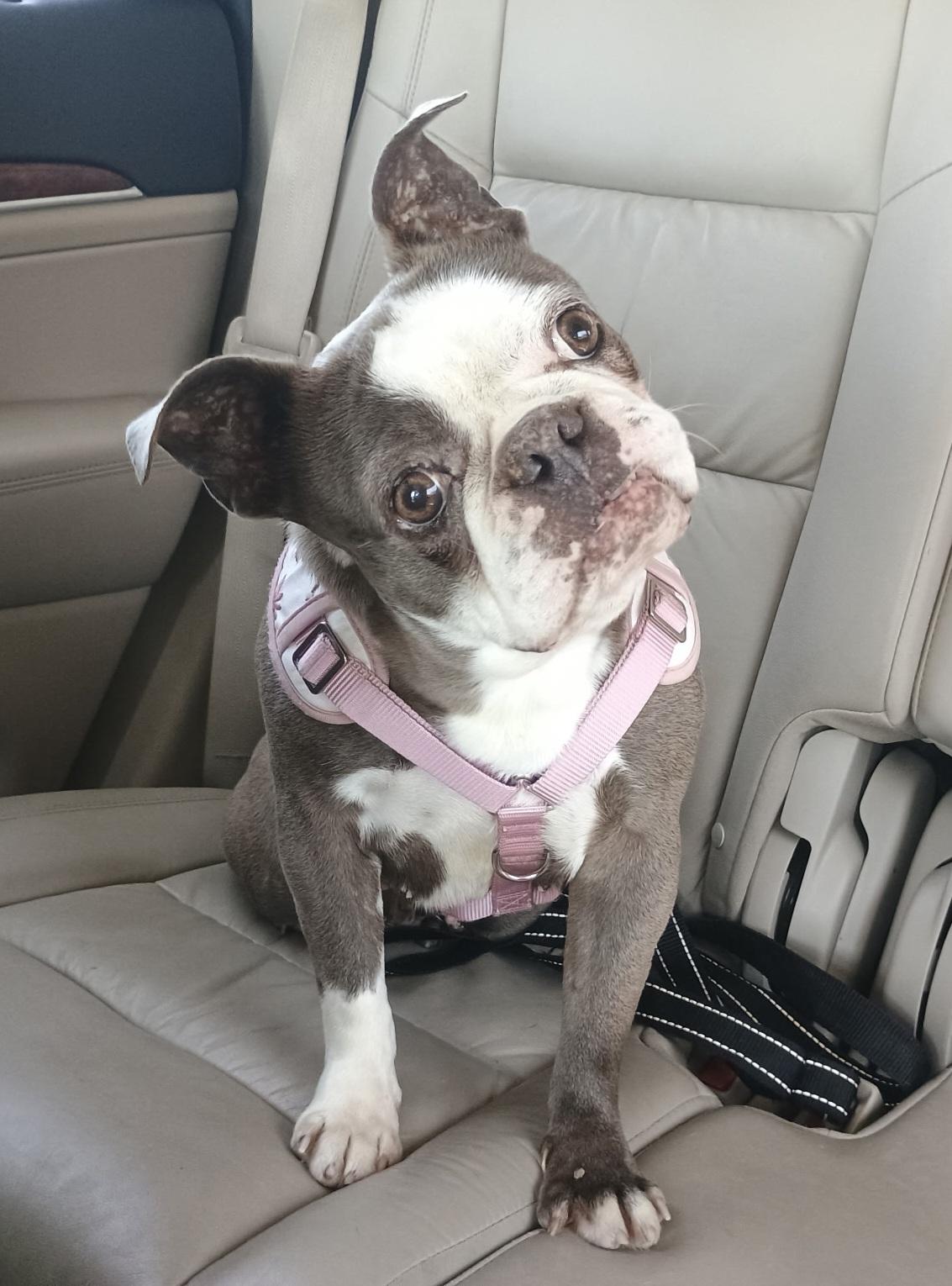 Enlarge Jeannie in KS, an adoptable Boston Terrier in Kansas City, MO image 1/6