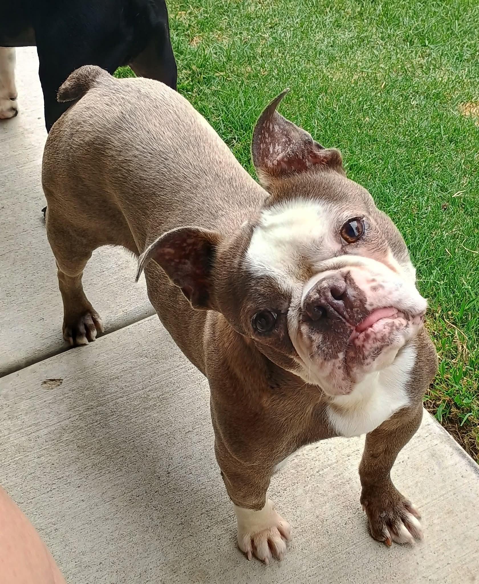 Jeannie in KS, an adoptable Boston Terrier in Wichita, KS image 2/6