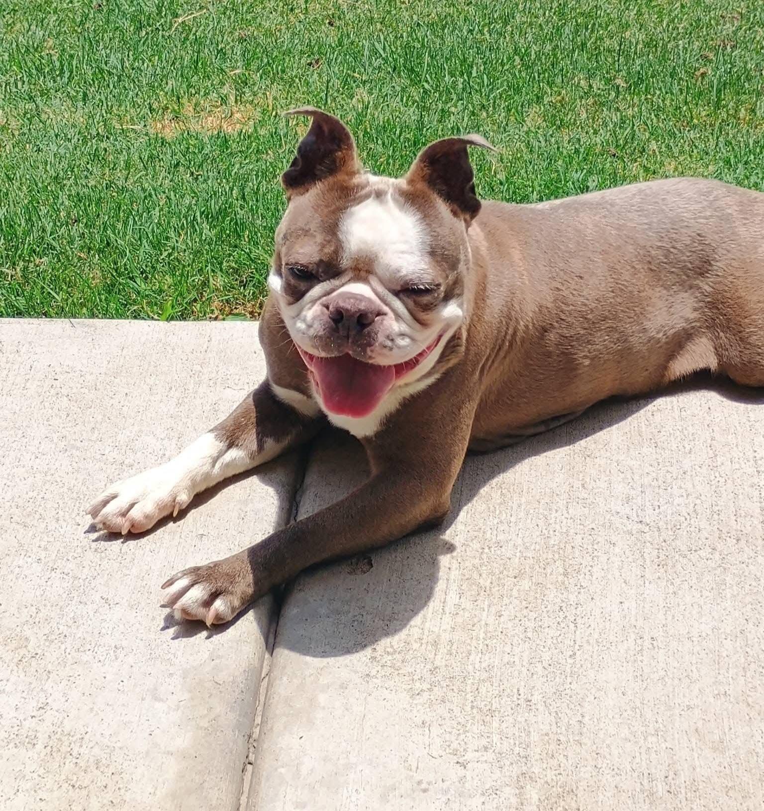 Jeannie in KS, adoptable, Adult Female Boston Terrier.