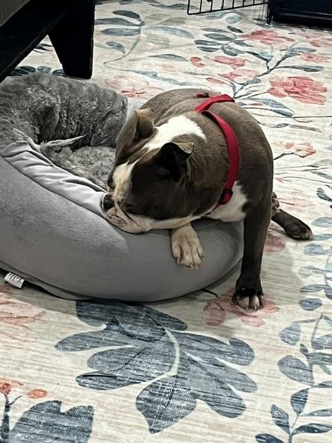 Jeannie in MO, a ADOPTABLE Boston Terrier in Kansas City, MO image 3/4