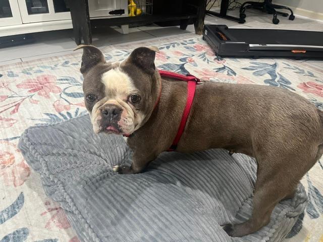 Jeannie in MO, a ADOPTABLE Boston Terrier in Kansas City, MO image 1/4