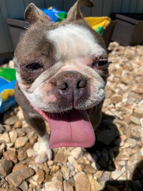 Jeannie in MO, a ADOPTABLE Boston Terrier in Kansas City, MO image 4/4
