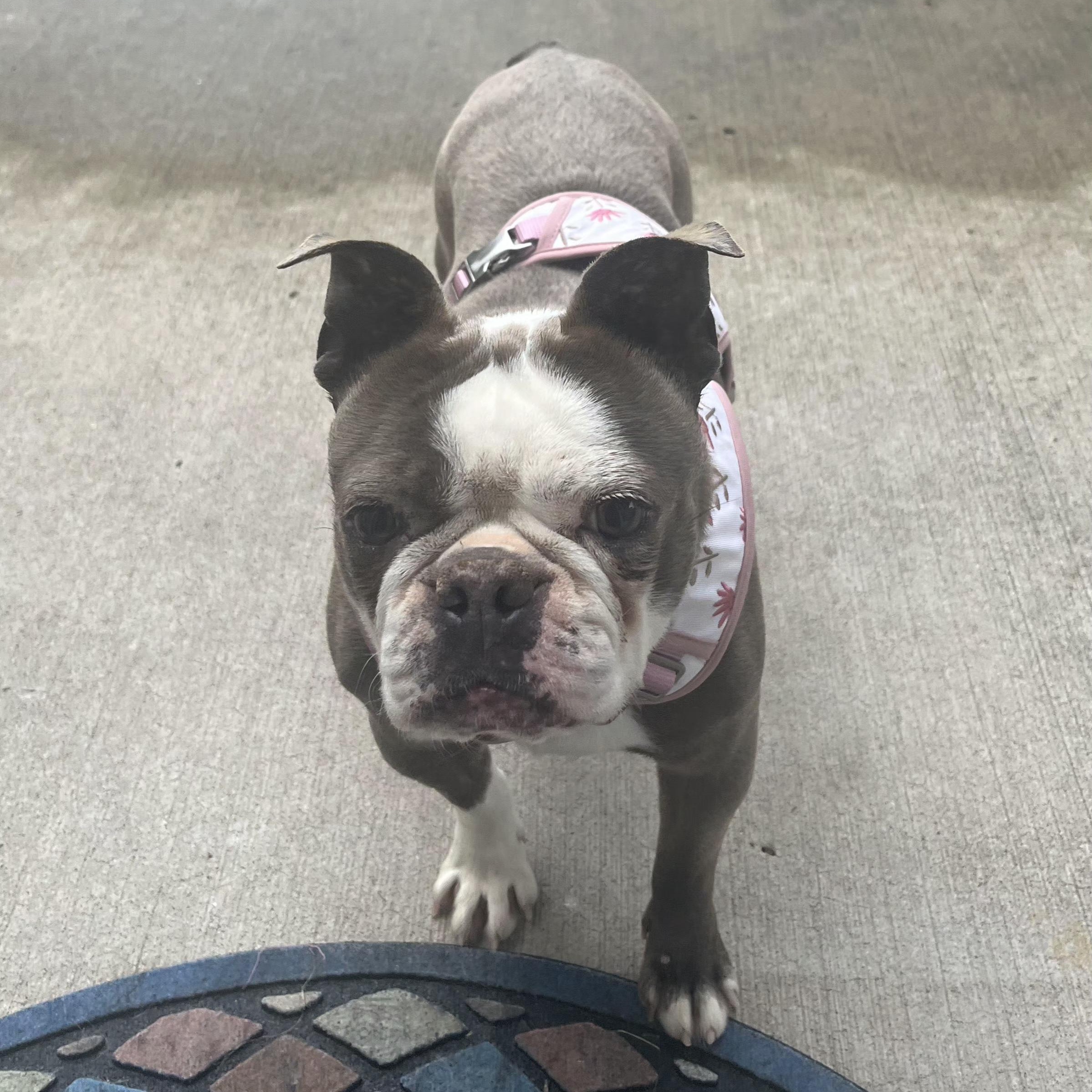 Enlarge Jeannie in KS, an adoptable Boston Terrier in Kansas City, MO image 2/6