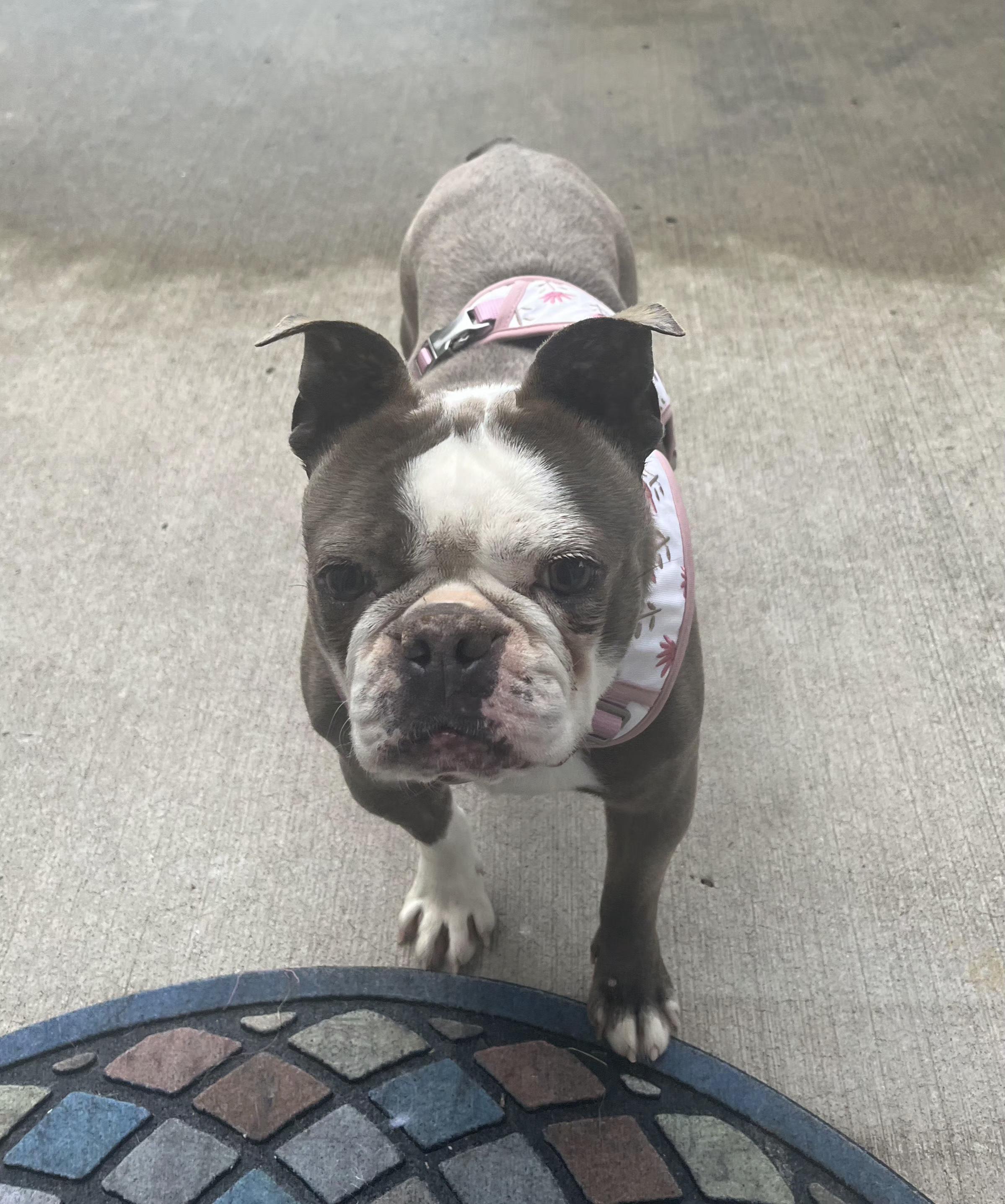 Jeannie - pending, a ADOPTABLE Boston Terrier in Kansas City, MO image 6/6