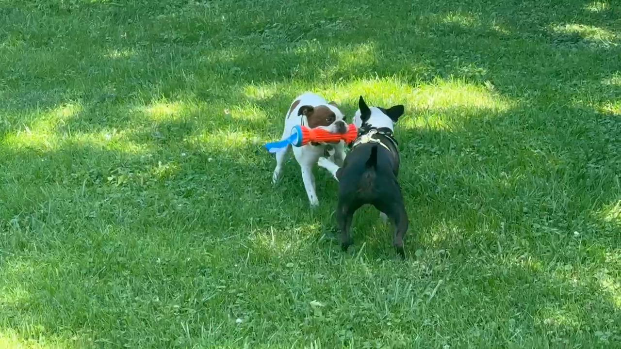 Enlarge Jeannie in KS, an adoptable Boston Terrier in Wichita, KS video 6/6