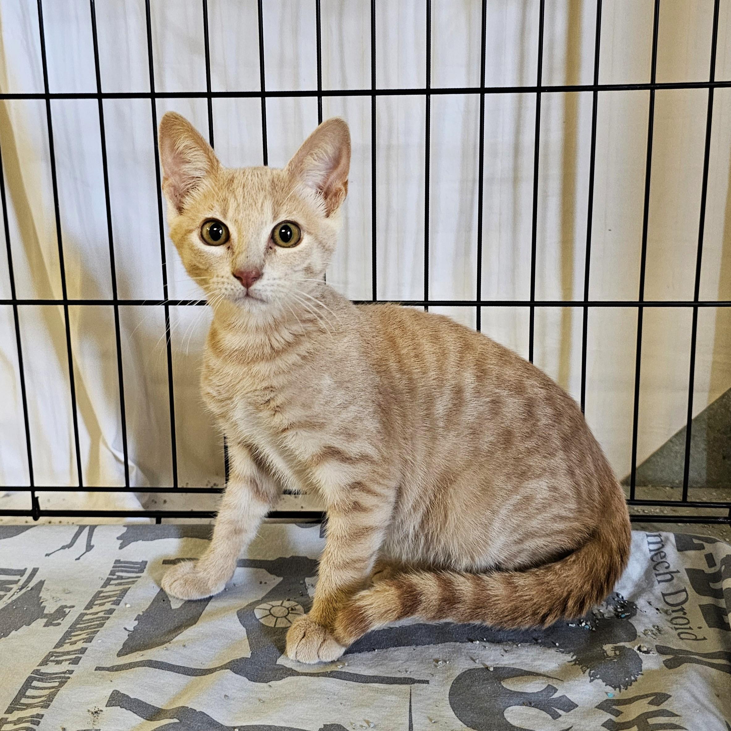 Leo, adopted, Kitten Male Domestic Short Hair & Tabby.