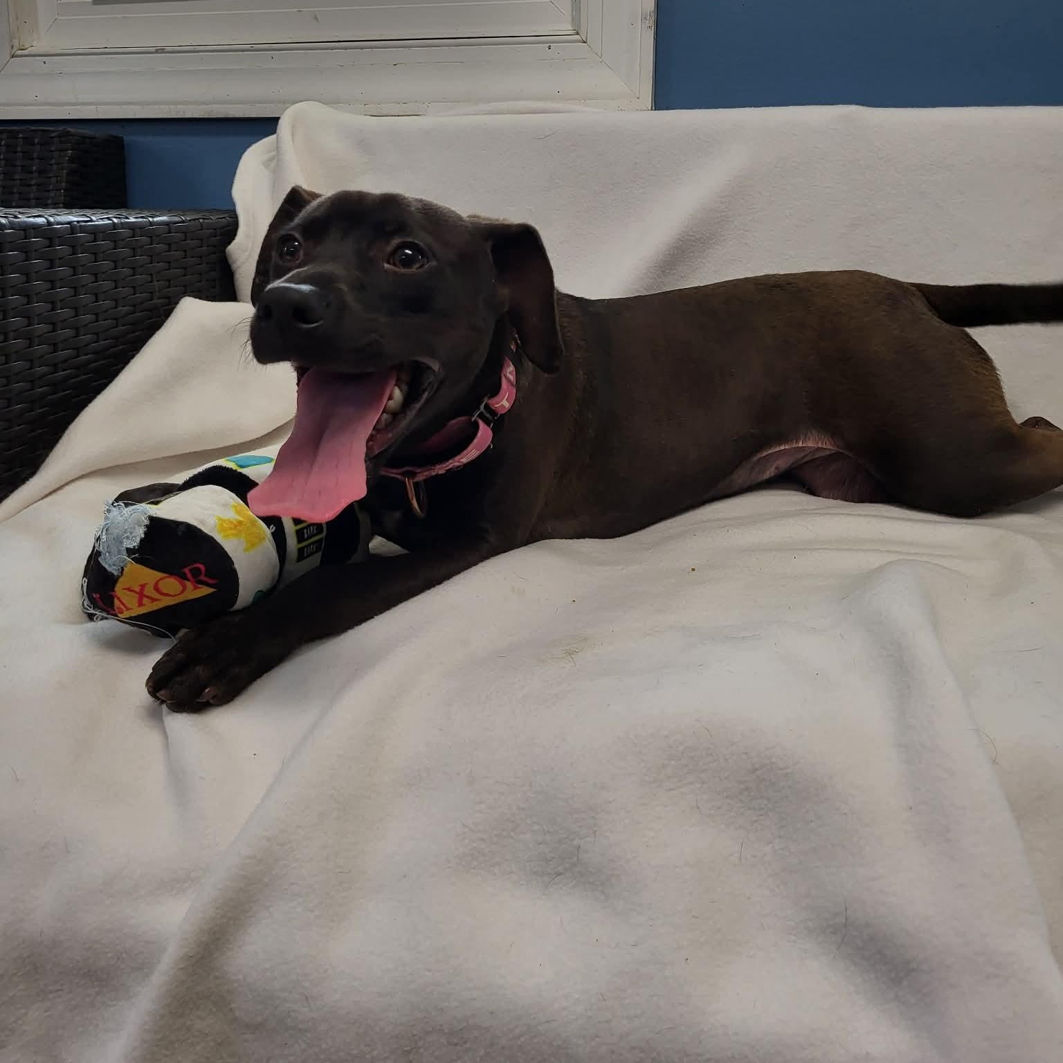 Enlarge Stout, a ADOPTABLE Mixed Breed in Sunderland, MD image 3/5