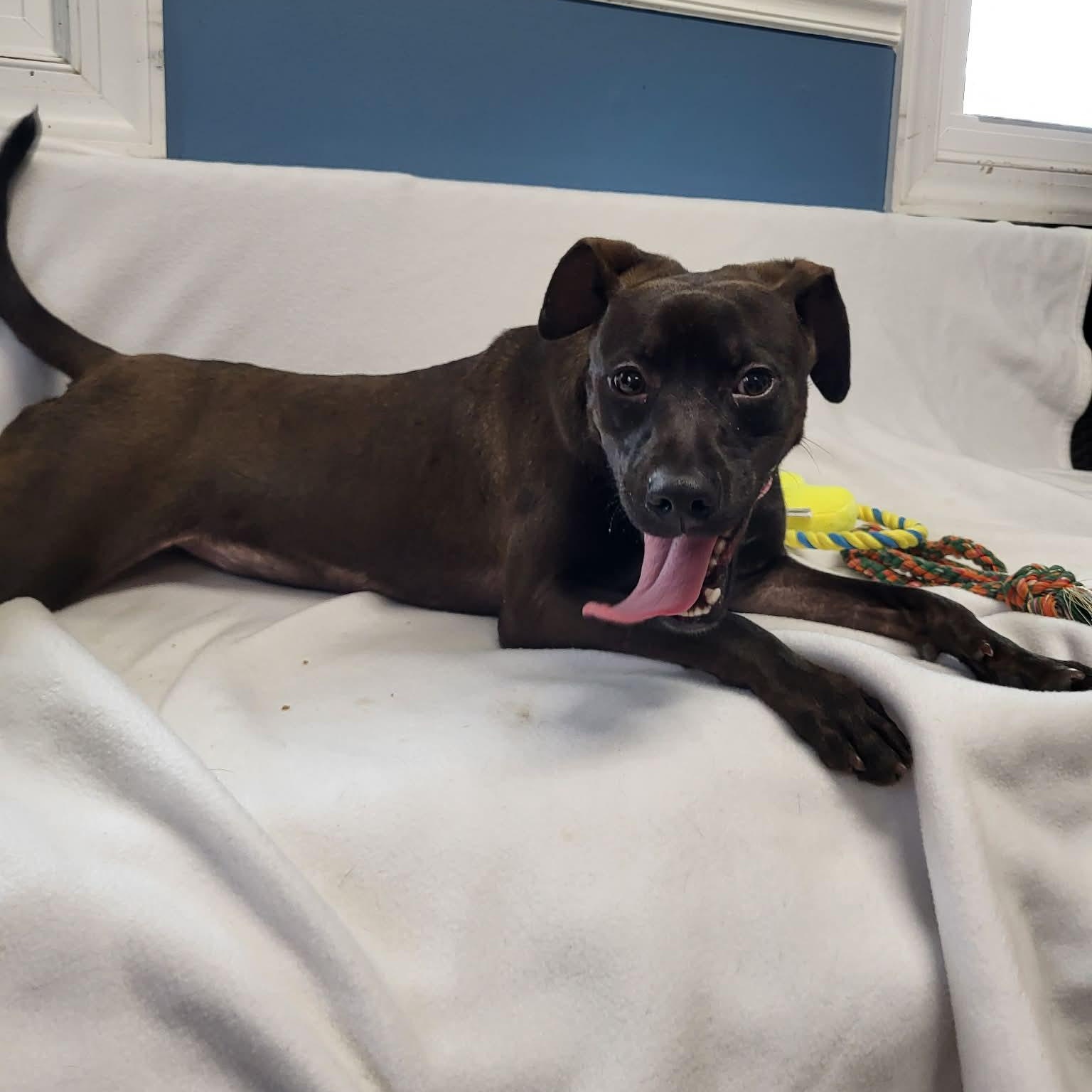 Enlarge Stout, a ADOPTABLE Mixed Breed in Sunderland, MD image 1/5