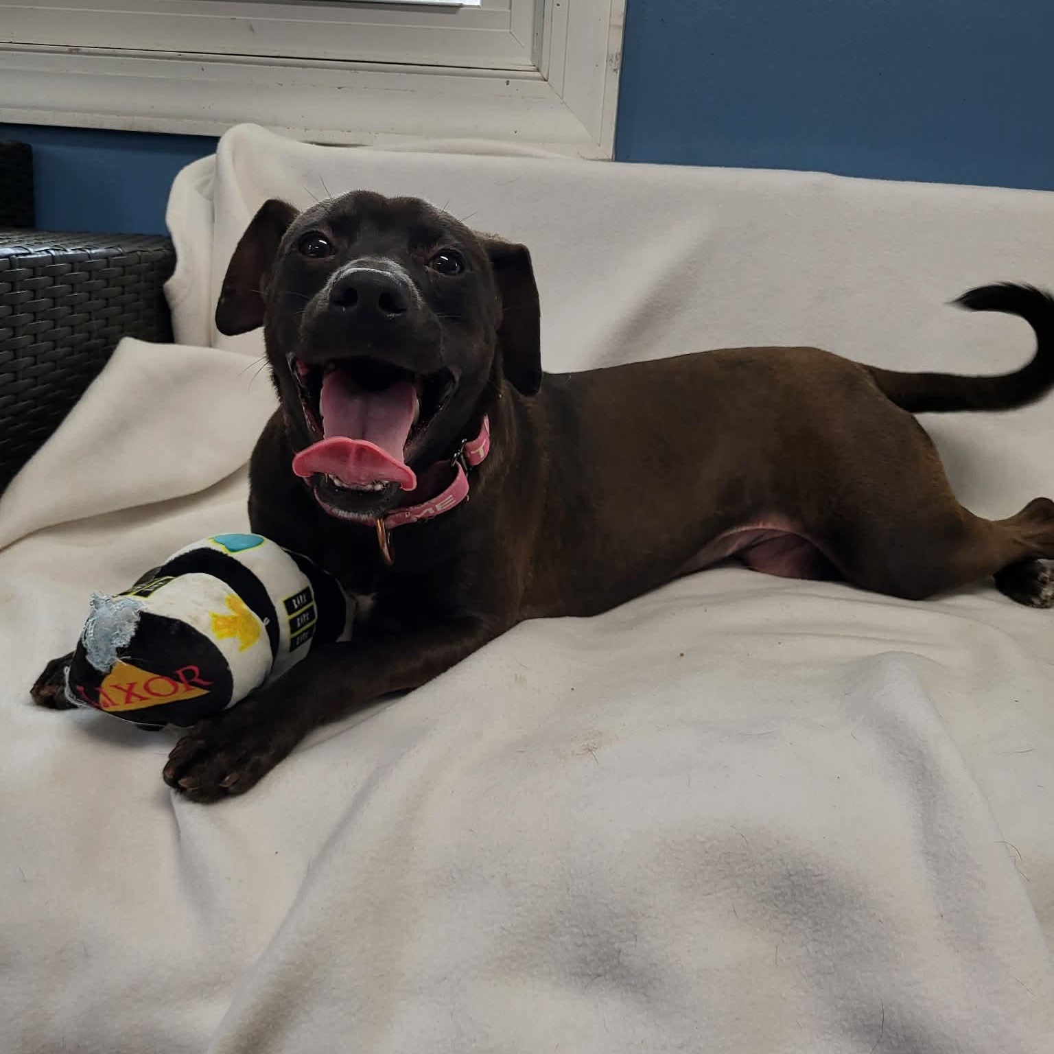 Enlarge Stout, a ADOPTABLE Mixed Breed in Sunderland, MD image 5/5