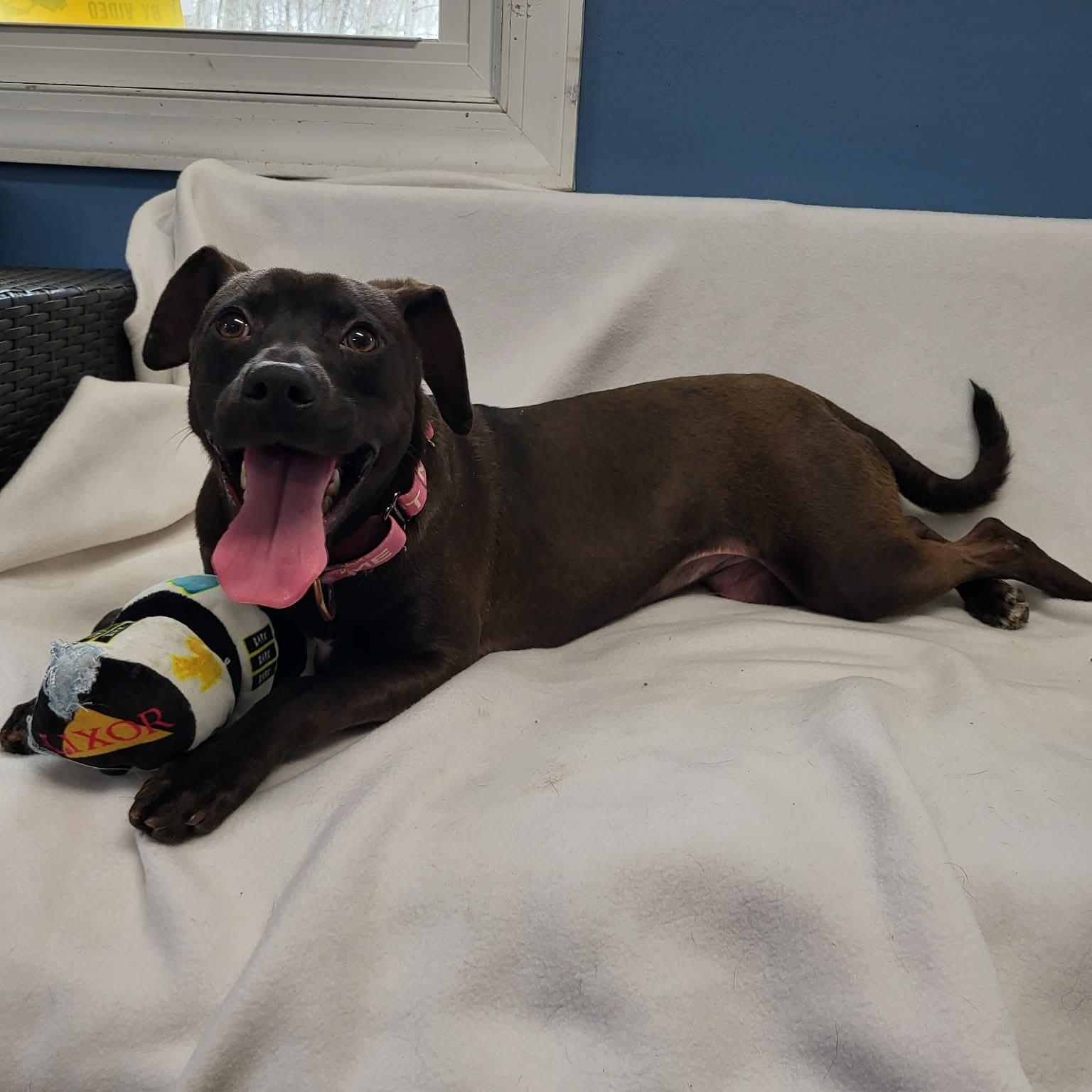 Enlarge Stout, a ADOPTABLE Mixed Breed in Sunderland, MD image 4/5