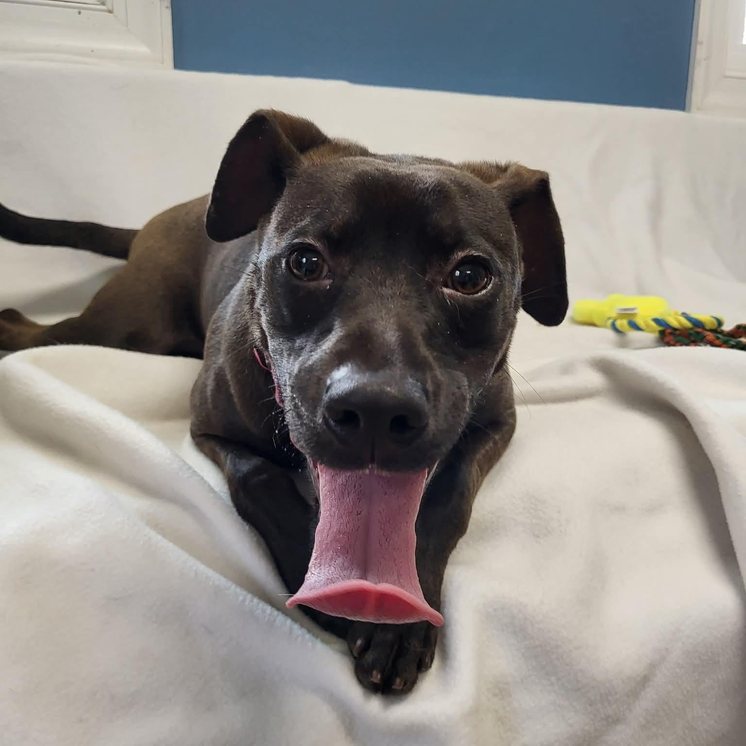 Enlarge Stout, a ADOPTABLE Mixed Breed in Sunderland, MD image 2/5