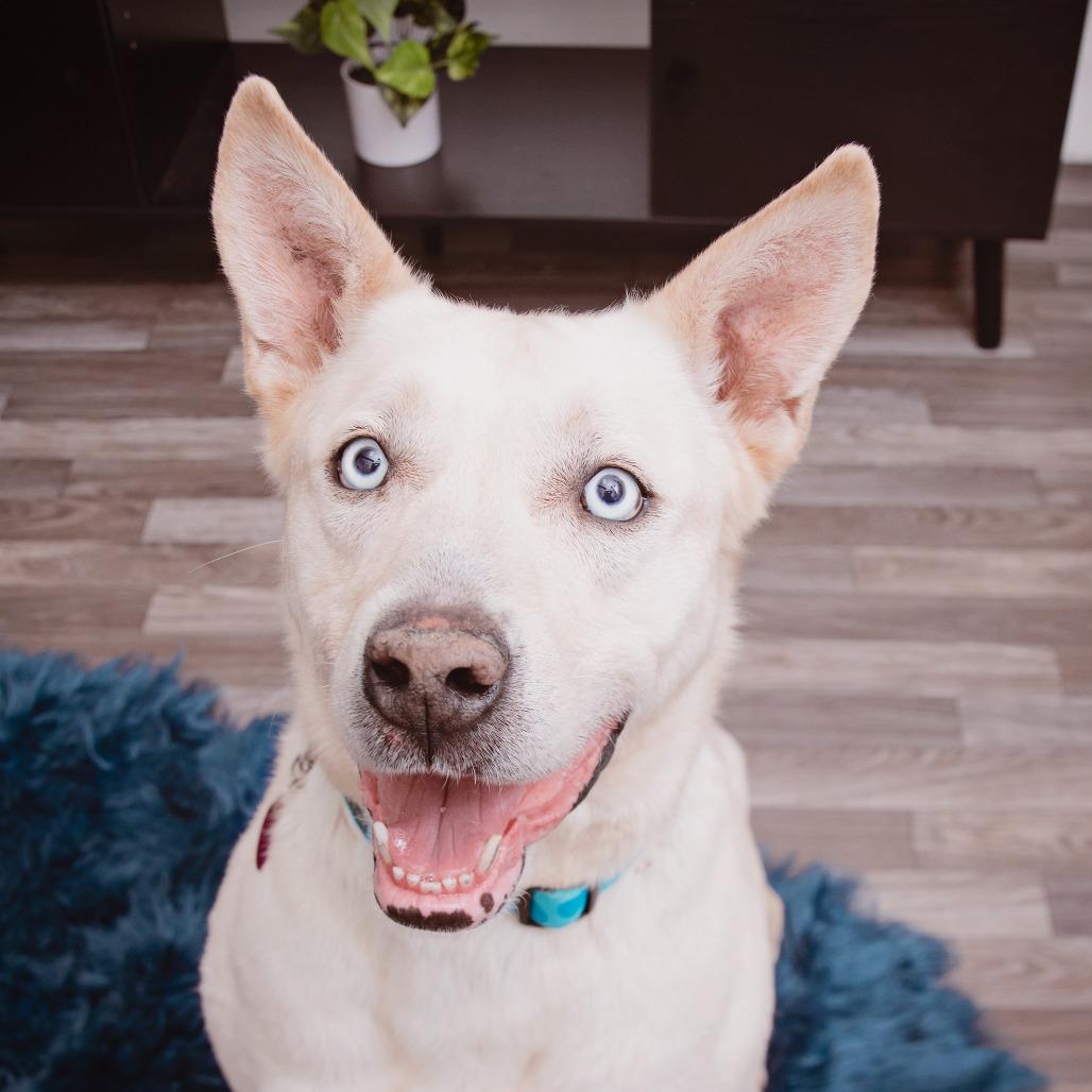 Jean Clawed, Adoptable, Adult Male Shepherd & Husky.