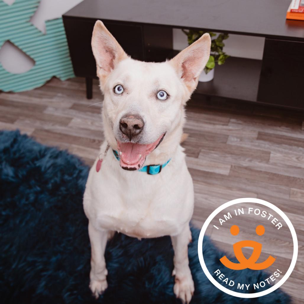 Enlarge Jean Clawed, a Adoptable mixed breed in Los Angeles, CA image 2/2