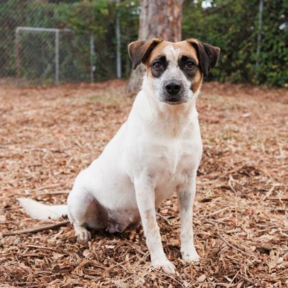 Enlarge Margaret, a Adoptable mixed breed in Largo, FL image 1/3