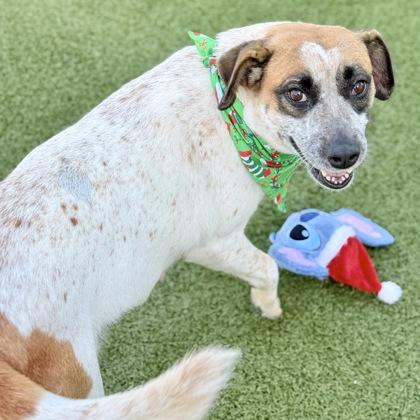 Enlarge Margaret, a Adoptable mixed breed in Largo, FL image 2/3