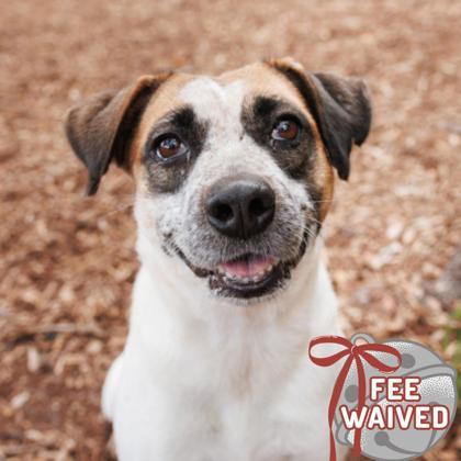 Enlarge Margaret, a Adoptable mixed breed in Largo, FL image 3/3