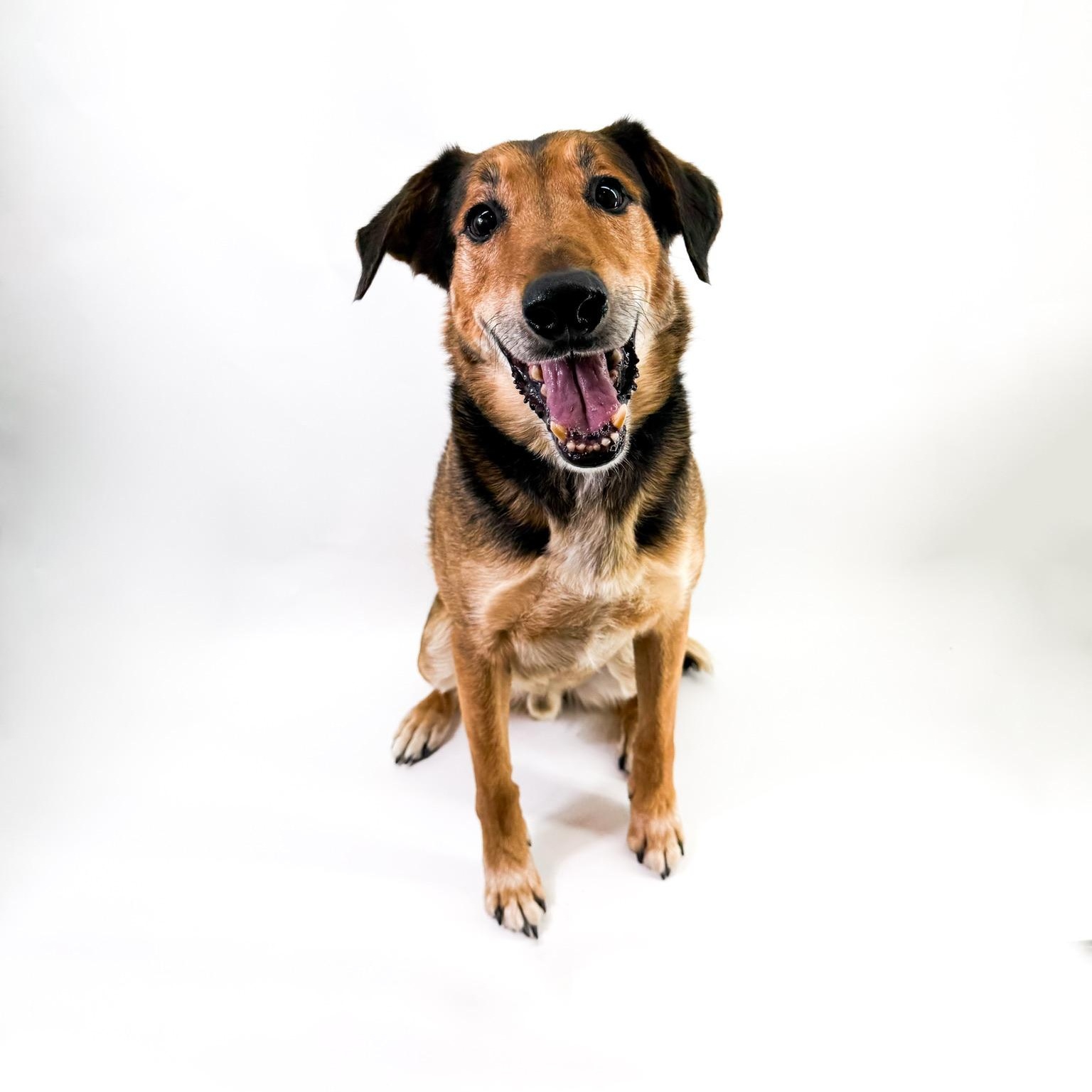 Enlarge Raleigh, a ADOPTABLE mixed breed in Scottsdale, AZ image 3/5