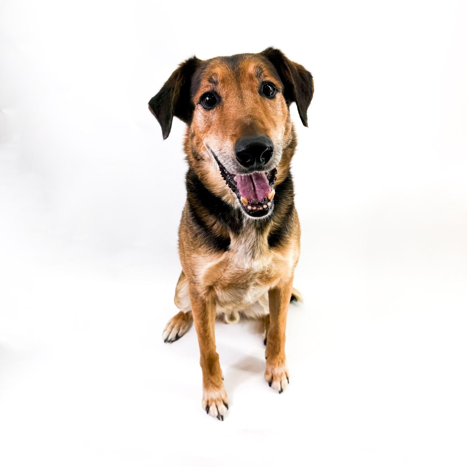 Enlarge Raleigh, a ADOPTABLE mixed breed in Scottsdale, AZ image 2/5