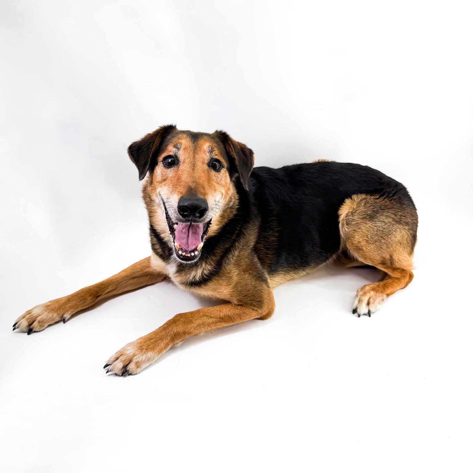 Enlarge Raleigh, a ADOPTABLE mixed breed in Scottsdale, AZ image 4/5