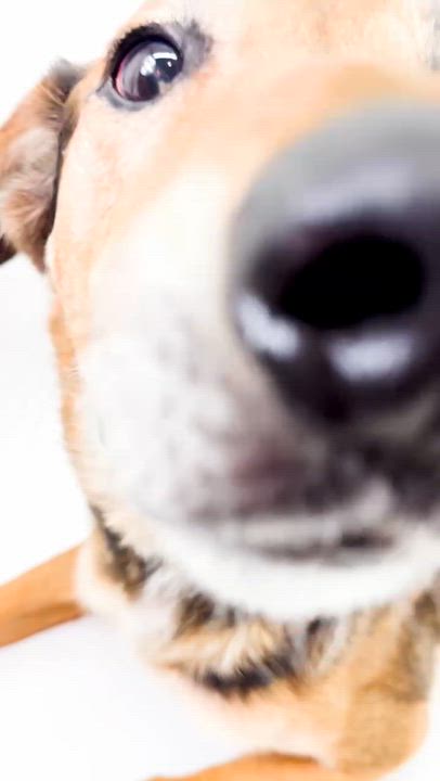 Enlarge Raleigh, a ADOPTABLE mixed breed in Scottsdale, AZ video 5/5