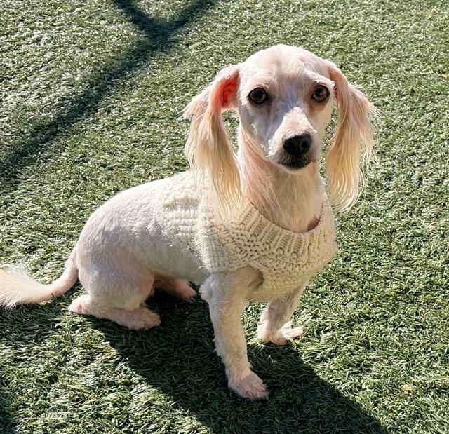 ARCHIE, Adoptable, Young Male Lhasa Apso & Mixed Breed.