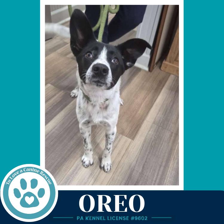 Oreo 060626, Adoptable, Young Male Cattle Dog.