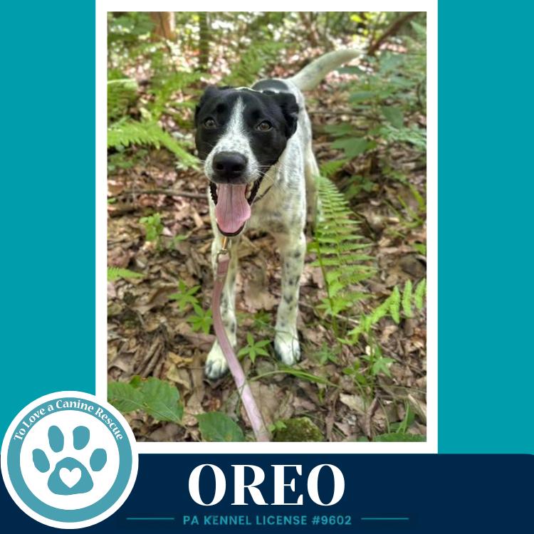 Oreo 060626, a Adoptable mixed breed in Kimberton, PA image 2/6
