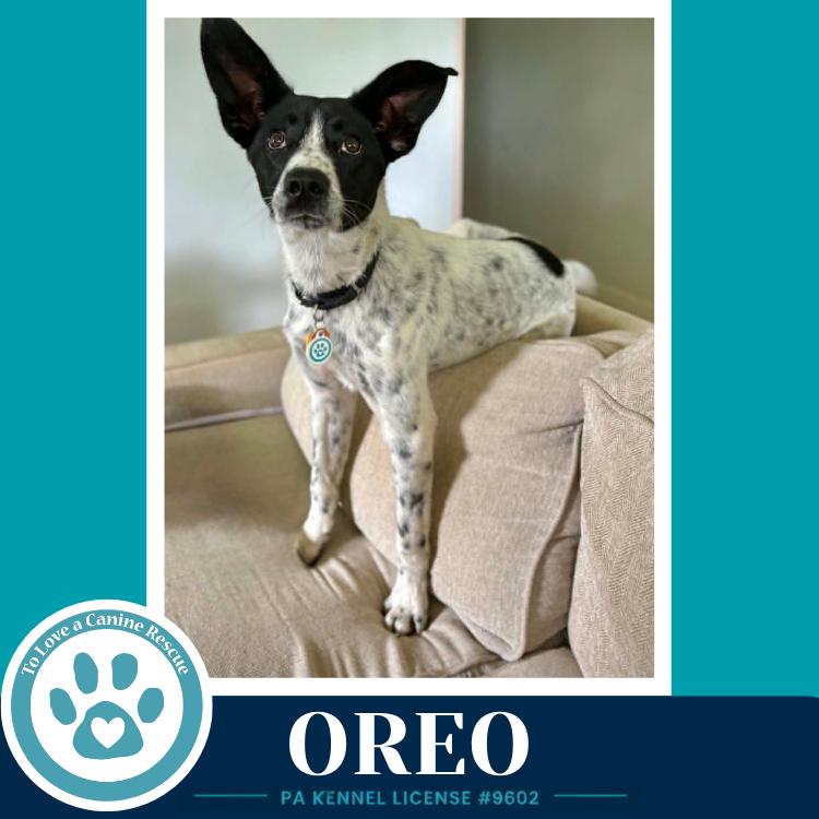 Oreo 060626, Adoptable, Young Male Cattle Dog.