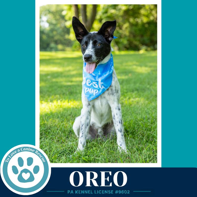 Oreo 060626, a Adoptable mixed breed in Kimberton, PA image 2/6