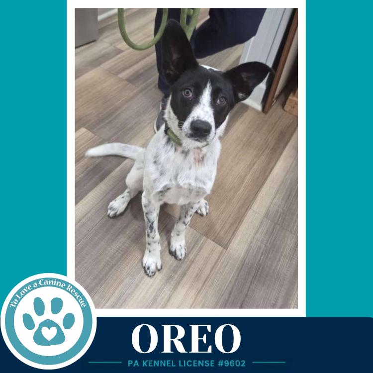 Oreo 060626, a Adoptable mixed breed in Kimberton, PA image 4/6