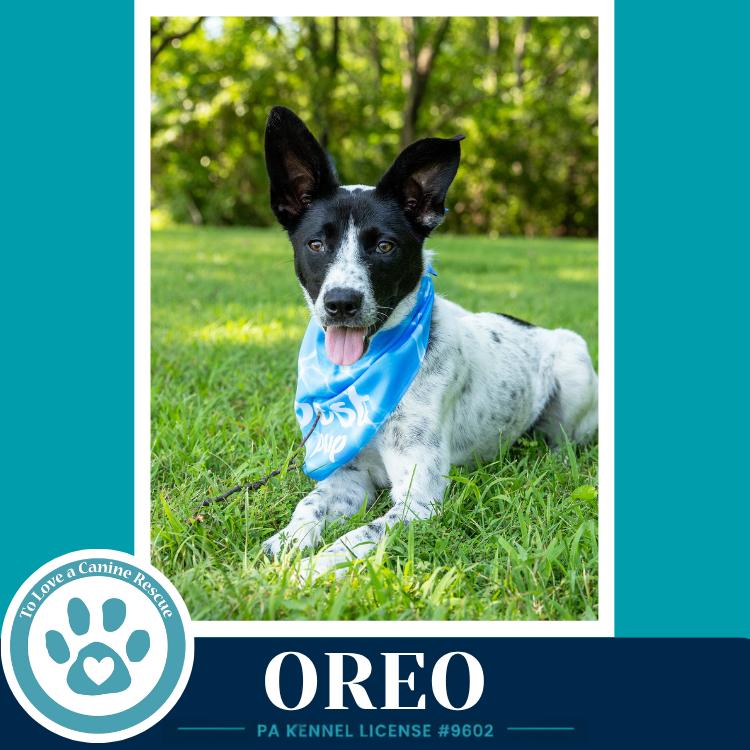 Oreo 060626, a Adoptable mixed breed in Kimberton, PA image 3/6