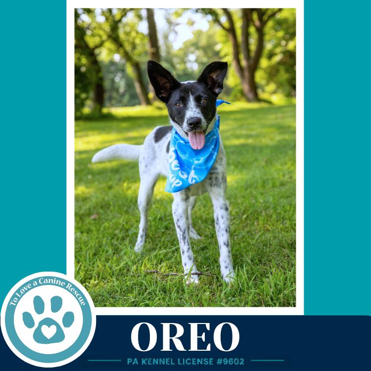 Oreo 060626, a Adoptable mixed breed in Kimberton, PA image 4/6